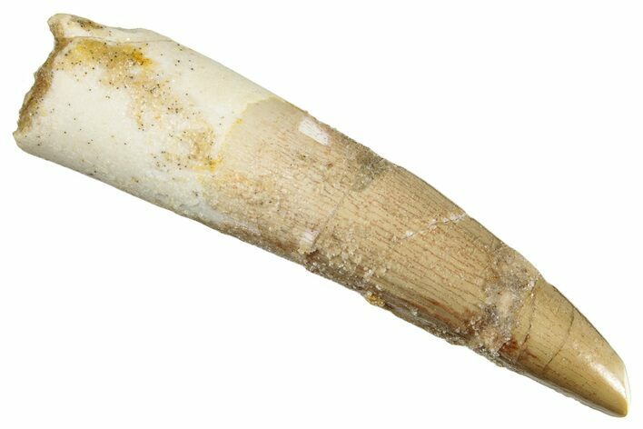 Fossil Spinosaurus Tooth - Real Dinosaur Tooth #268440